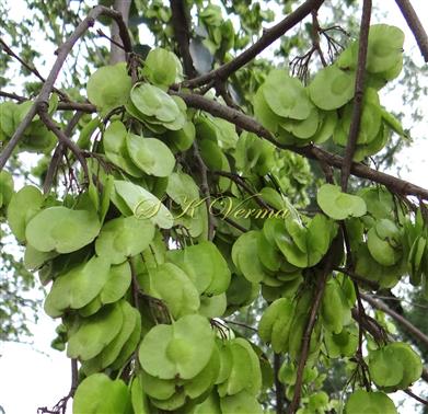  Fruits (Samaras)